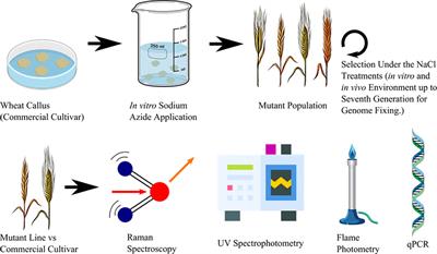 Differentiation of advanced generation mutant wheat lines: Conventional techniques versus Raman spectroscopy